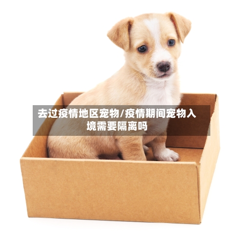 去过疫情地区宠物/疫情期间宠物入境需要隔离吗